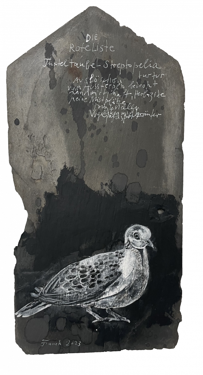 Birds - Turteltaube, Turtle pigeon