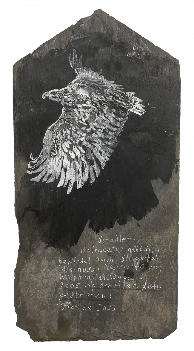 Birds - Seeadler, White-tailed eagle